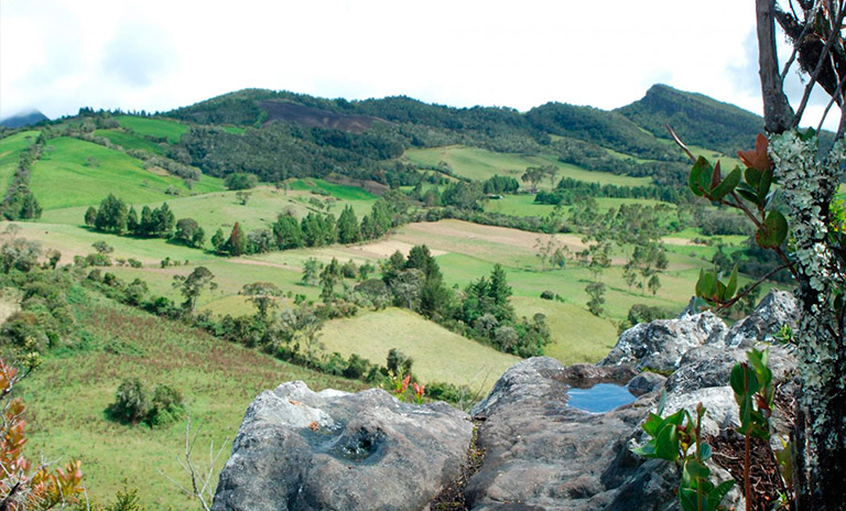 Bosque de Encillo en Guasca