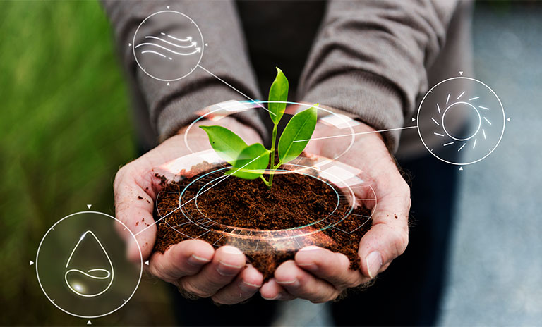 Planta sobre manos humanas