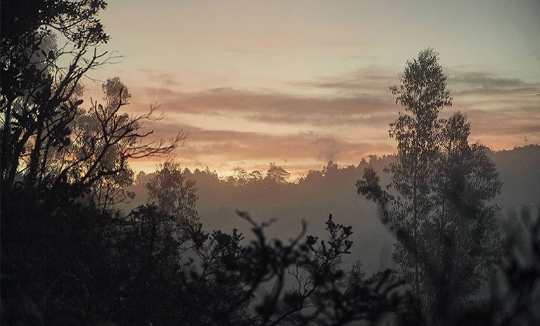 atardecer de un bosque