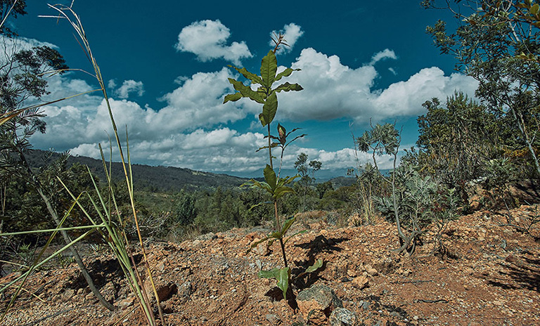 Planta sobre una montaña